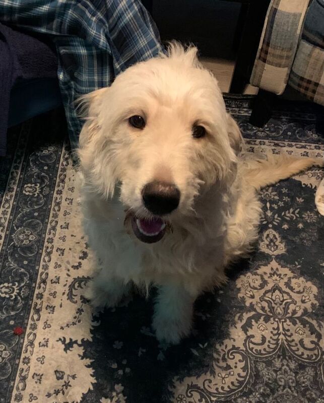 Golden Retriever puppies for sale in Motherwell, North Lanarkshire – 11 months old