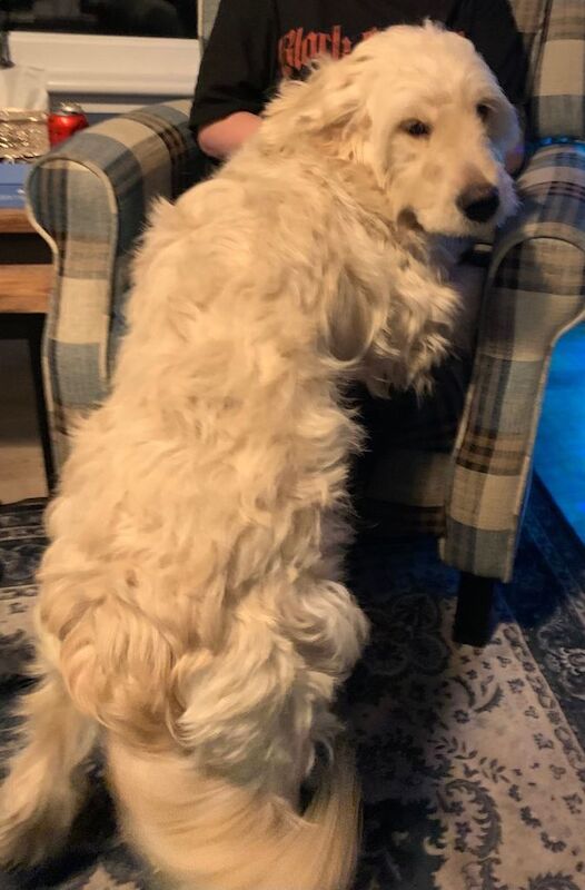 Golden Retriever puppies for sale in Motherwell, North Lanarkshire – 11 months old - Image 2 of 4