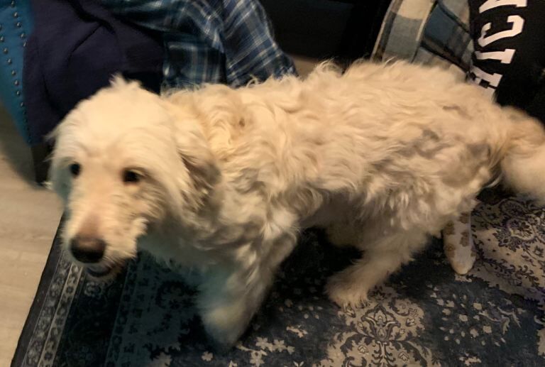 Golden Retriever puppies for sale in Motherwell, North Lanarkshire – 11 months old - Image 3 of 4