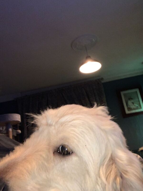 Golden Retriever puppies for sale in Motherwell, North Lanarkshire – 11 months old - Image 4 of 4