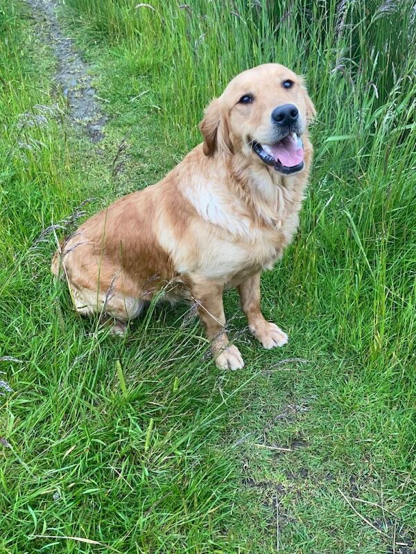 Golden retriever female for sale