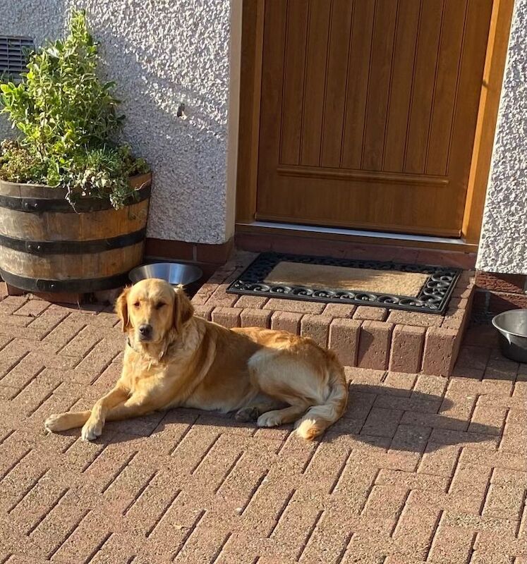 Golden retriever female for sale - Image 2 of 2