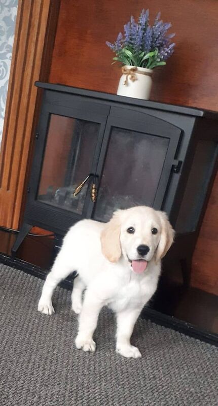 Golden Retriever puppies for sale in Stanley, Durham ā 9 weeks old