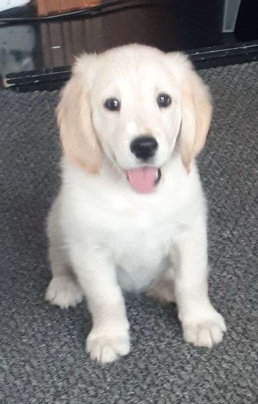 Golden Retriever puppies for sale in Stanley, Durham – 10 weeks old - Image 2 of 3