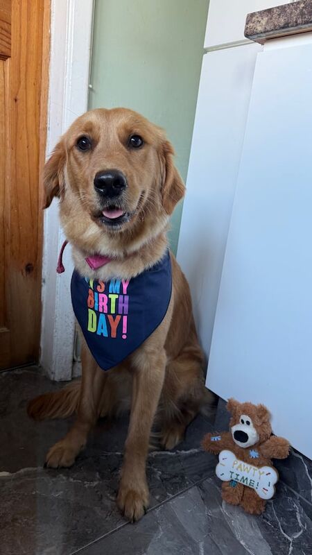 Golden Retriever puppies for sale in Londonderry, County Londonderry – 1 year old