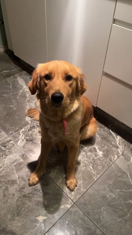 Golden Retriever puppies for sale in Londonderry, County Londonderry – 1 year old - Image 2 of 3
