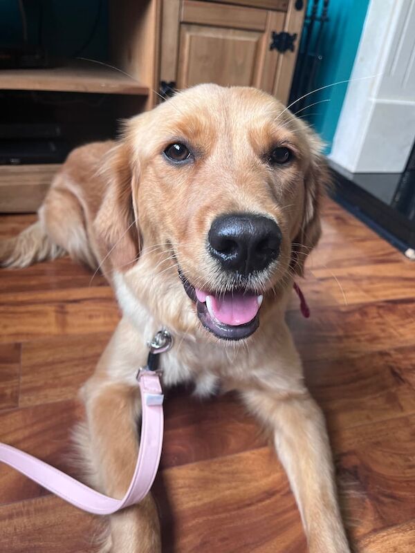 Golden Retriever puppies for sale in Londonderry, County Londonderry – 1 year old - Image 3 of 3