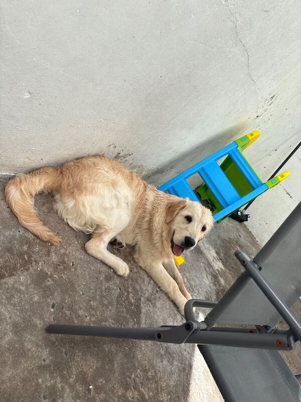 Golden Retriever For Sale