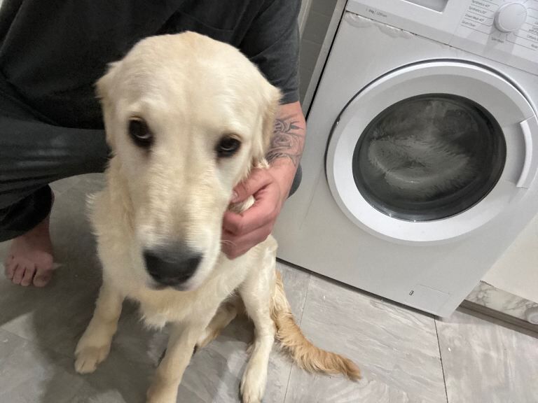 Golden Retriever For Sale - Image 2 of 4