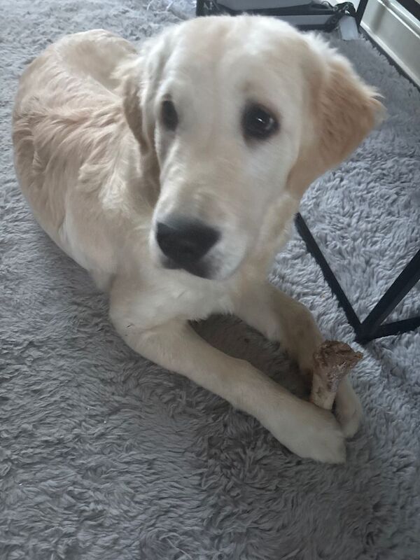 Golden Retriever For Sale - Image 3 of 4