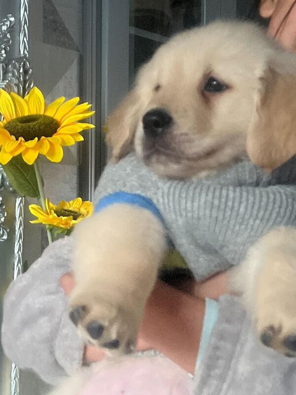 Kennel Club Registered Golden Retriever Puppies For Sale