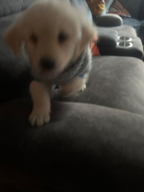 Golden Retriever puppies for sale in Stoke-on-Trent, Staffordshire – KC registered, 9 weeks old - Image 2 of 4