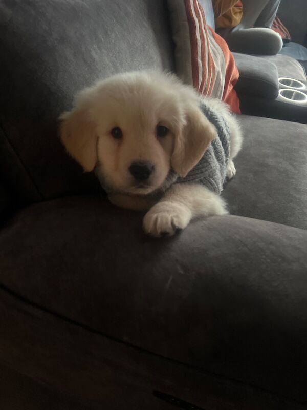 Golden Retriever puppies for sale in Stoke-on-Trent, Staffordshire – KC registered, 9 weeks old - Image 3 of 4