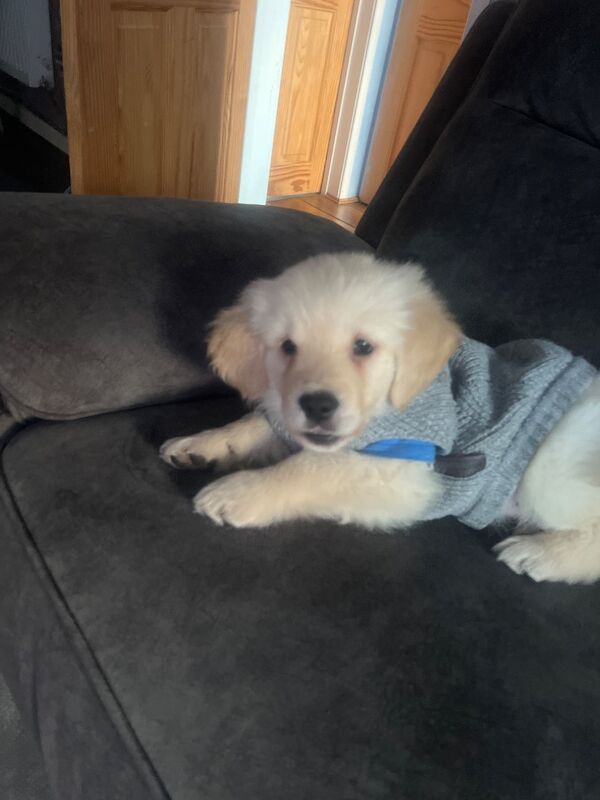 Golden Retriever puppies for sale in Stoke-on-Trent, Staffordshire – KC registered, 9 weeks old - Image 4 of 4