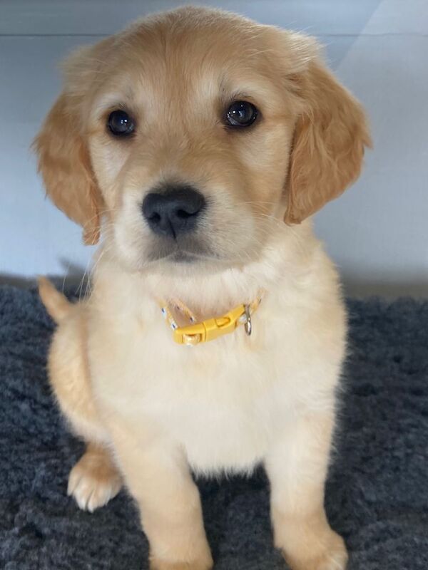 Golden retriever fur babies