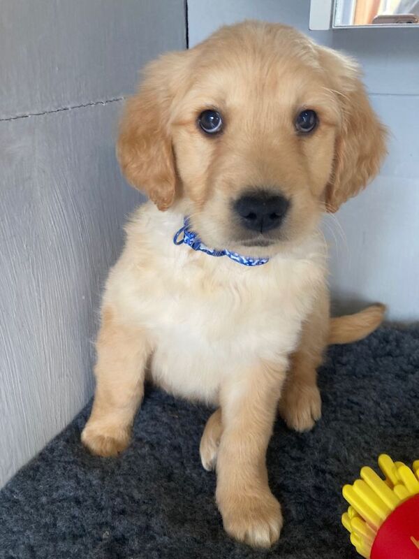 Golden retriever fur babies - Image 2 of 3