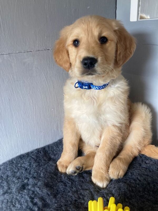 Golden retriever fur babies - Image 3 of 3