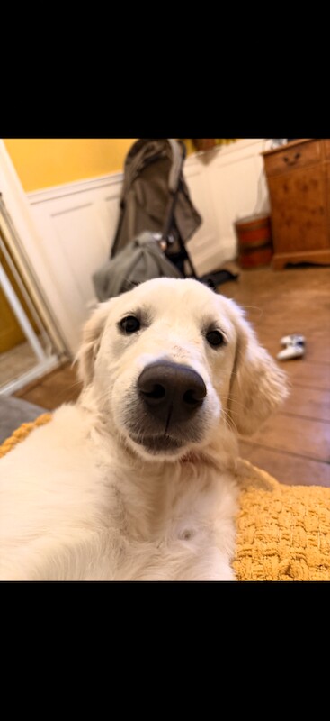 Golden Retriever Girl 8M - Image 2 of 6