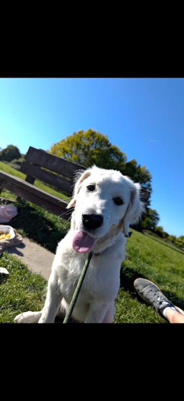 Golden Retriever Girl 8M - Image 3 of 6