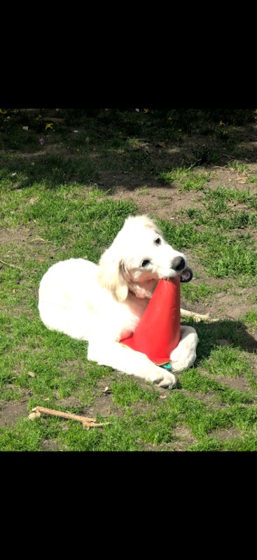 Golden Retriever Girl 8M - Image 4 of 6