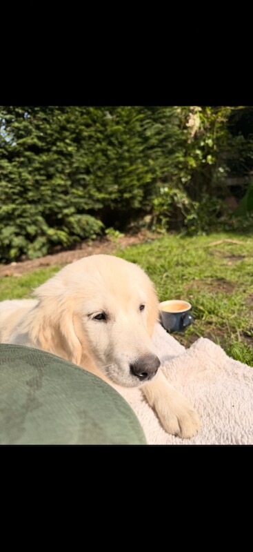 Golden Retriever Girl 8M - Image 6 of 6