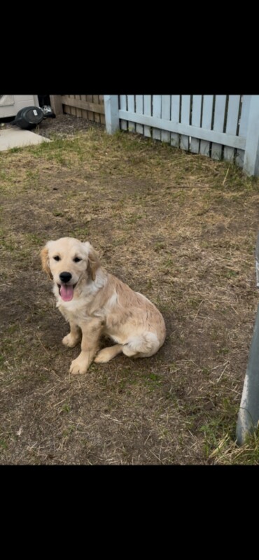 Golden Retriever Puppies For Sale