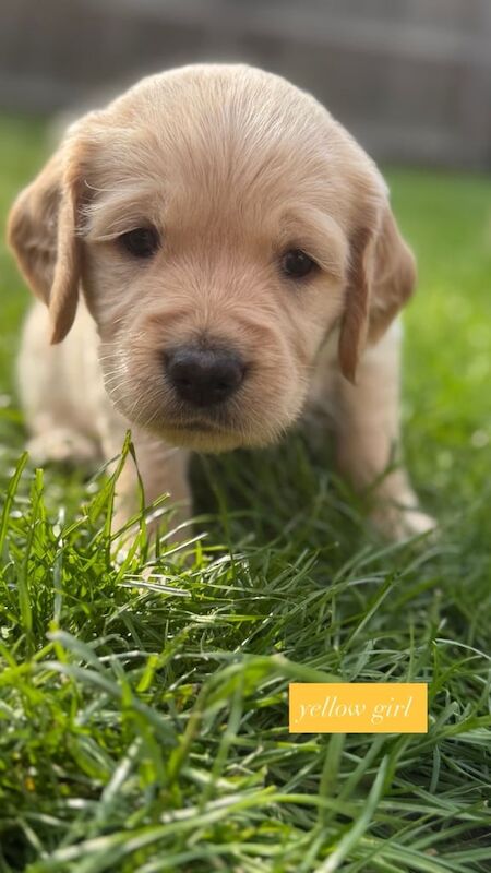 Golden Retriever puppies for sale in Highland Boath, Nairn – 7 months old - Image 2 of 3