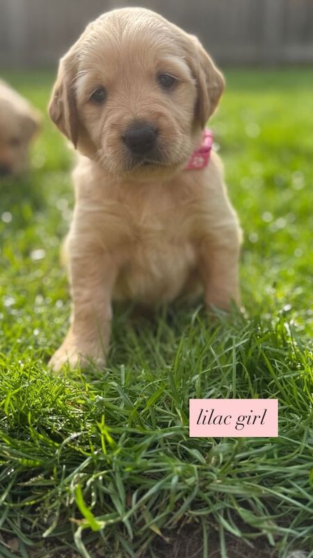 Golden Retriever / Golden Doodle *UPDATED PICTURES 07/06/25 for sale in Highland Boath, Nairn | Image 3