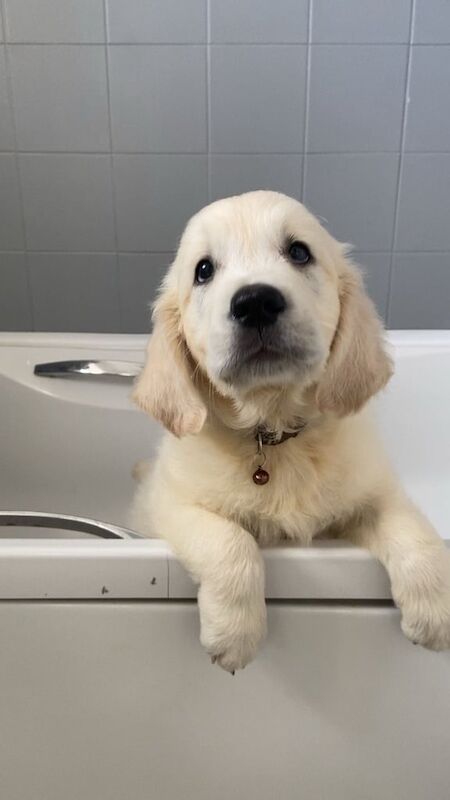 Golden Retriever puppies for sale in North Acton, Greater London – KC registered, 11 weeks old - Image 2 of 4