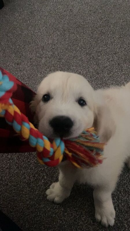 Golden Retriever puppies for sale in North Acton, Greater London – KC registered, 11 weeks old - Image 3 of 4
