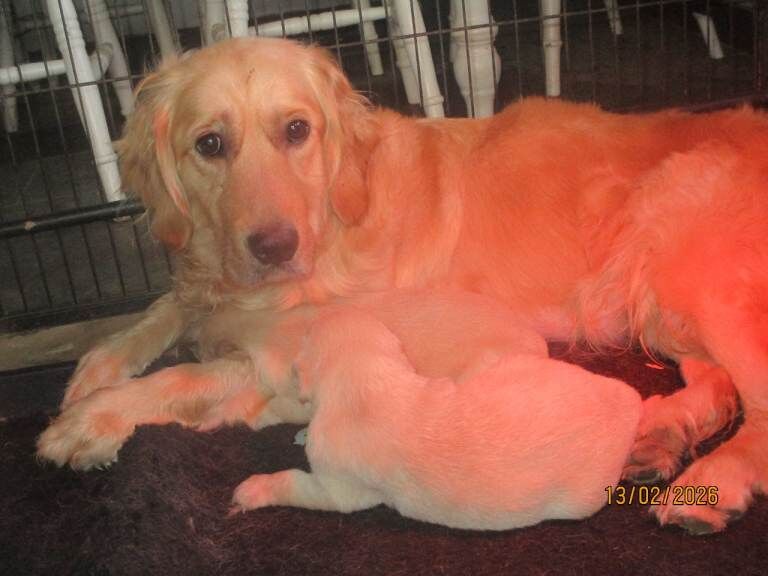 Golden Retriever puppies for sale in Rudgwick, West Sussex – 4 weeks old