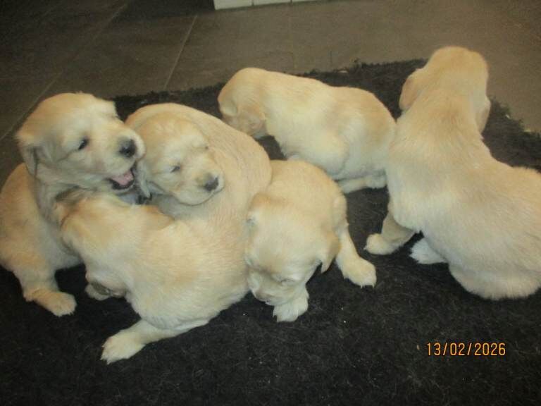 Golden Retriever puppies for sale in Rudgwick, West Sussex – 4 weeks old - Image 2 of 4
