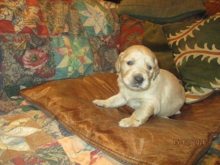 Golden Retriever puppies for sale in Rudgwick, West Sussex – 4 weeks old - Image 3 of 4