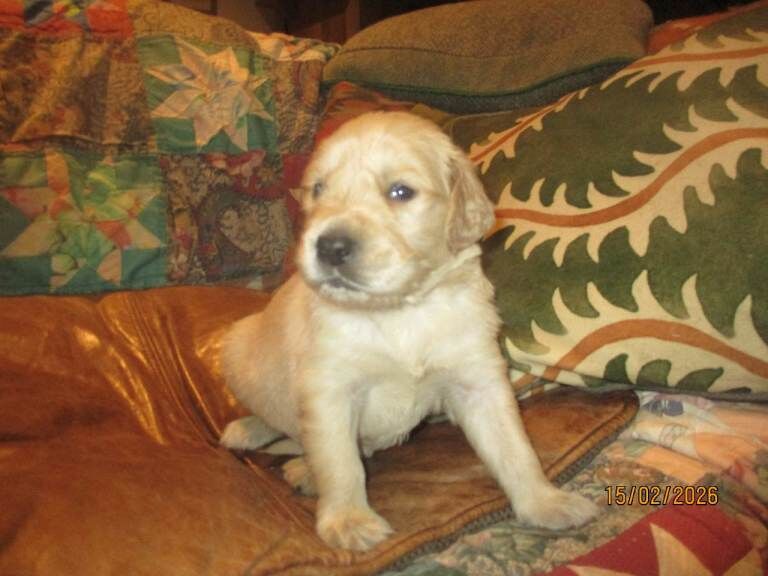 Golden Retriever puppies for sale in Rudgwick, West Sussex – 4 weeks old - Image 4 of 4