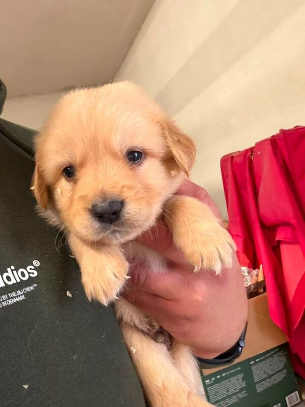 Golden Retriever Puppies For Sale Under £1,000
