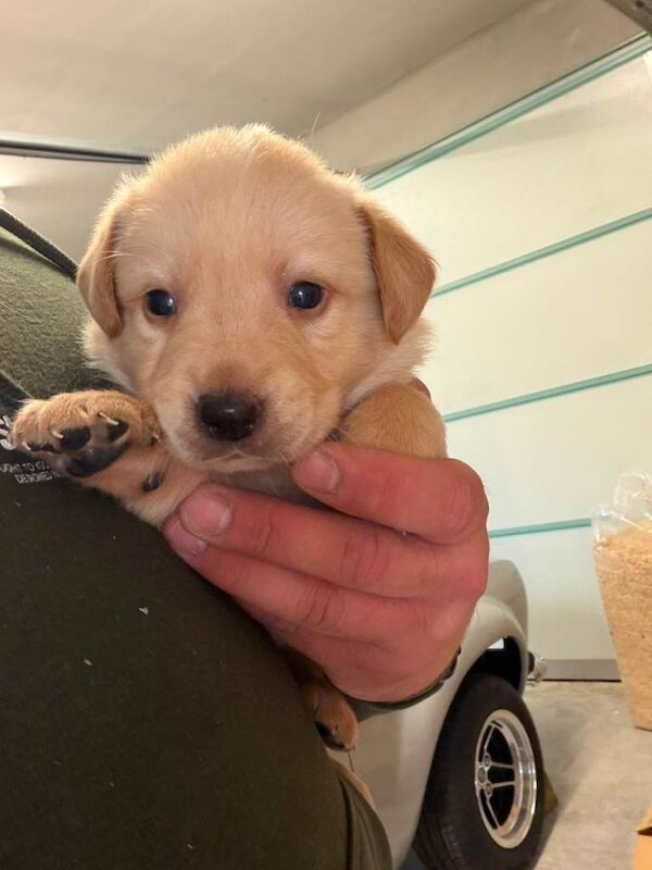 Golden retriever/ Labrador - Image 2 of 3