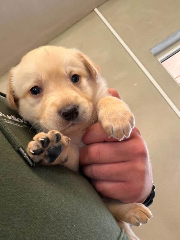 Golden retriever/ Labrador - Image 3 of 3