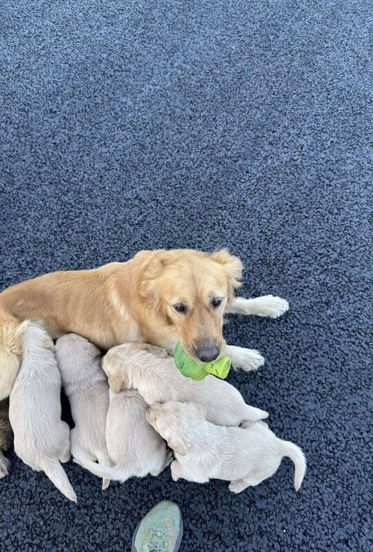 Golden Retriever/Labrador Puppies for sale in Keady, County Armagh