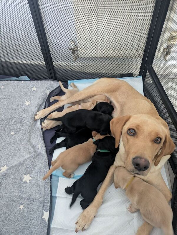 Golden Retriever puppies for sale in Bedworth, Warwickshire – KC registered, 12 weeks old - Image 2 of 3