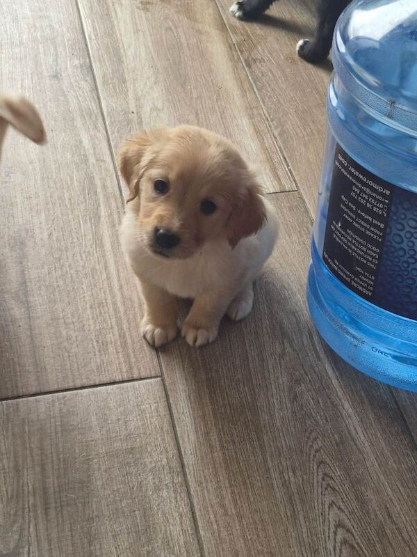 Golden Retriever puppies for sale in Newry, County Armagh – 7 weeks old