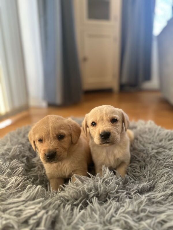 Golden retriever/Labrador pups