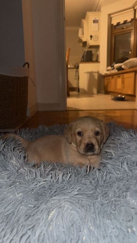 Golden retriever/Labrador pups - Image 2 of 4