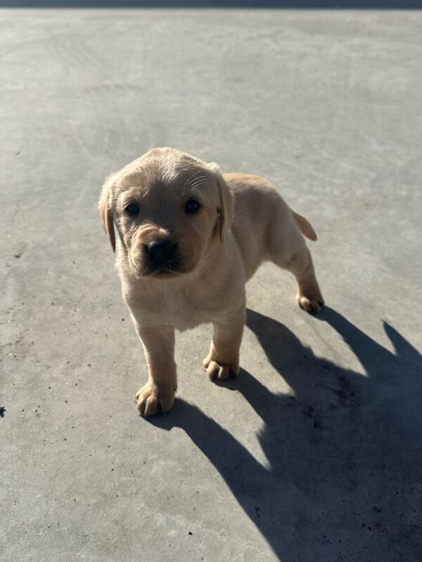 Golden retriever/Labrador pups - Image 3 of 4