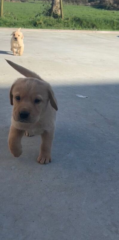 Golden retriever/Labrador pups - Image 4 of 4