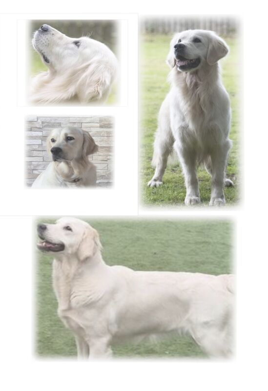 Golden Retriever puppies for sale in Stoke-on-Trent, Staffordshire – KC registered, a few seconds old