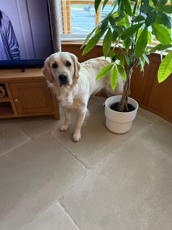 Golden Retriever puppies for sale in HU17 5PH – 7 weeks old - Image 3 of 9