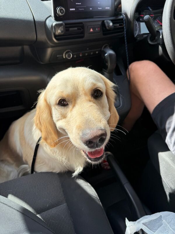 Golden Retriever puppies for sale in HU17 5PH – 7 weeks old - Image 4 of 9