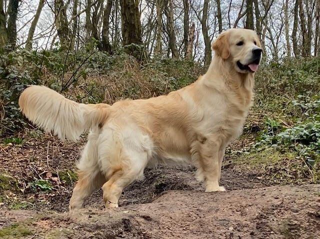 Golden Retriever puppies for sale in HU17 5PH – 7 weeks old - Image 6 of 9