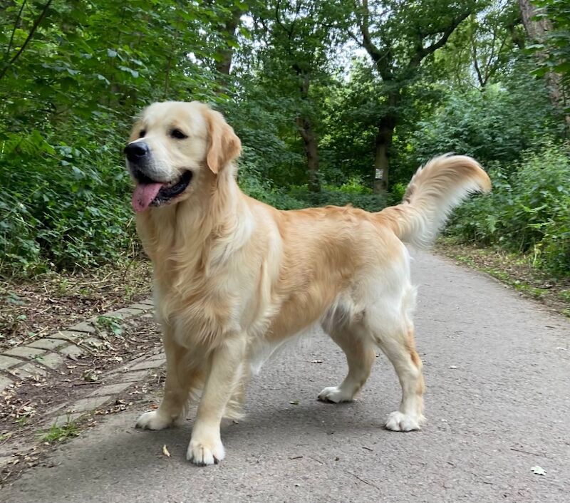 Golden Retriever puppies for sale in HU17 5PH – 7 weeks old - Image 8 of 9