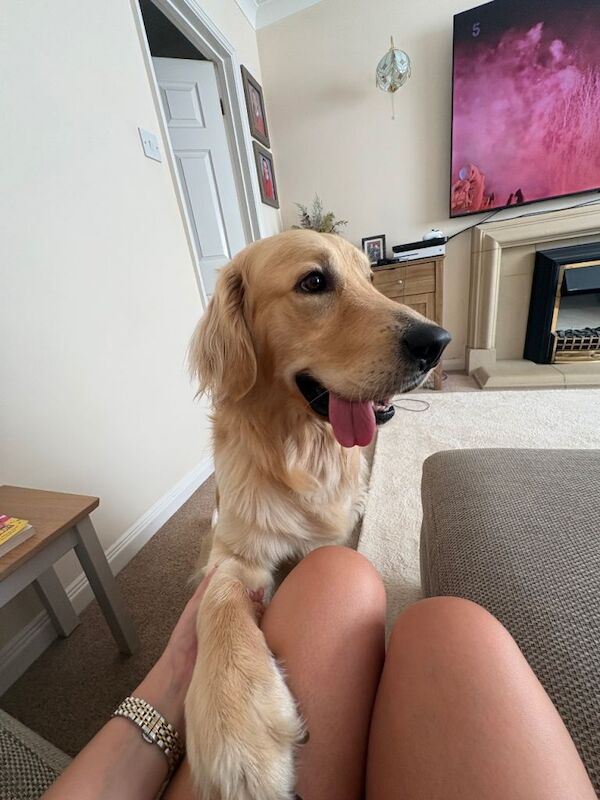 Golden Retriever Puppies For Sale